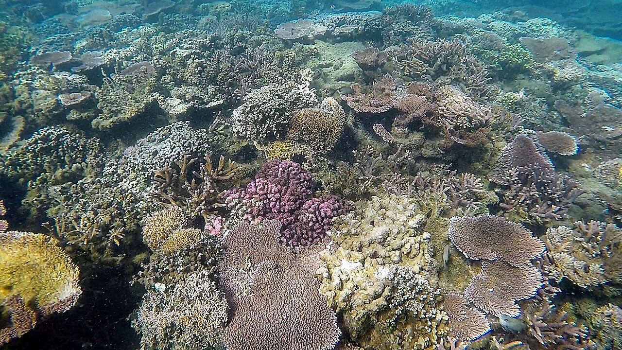 Palolo Deep Marine Reserve